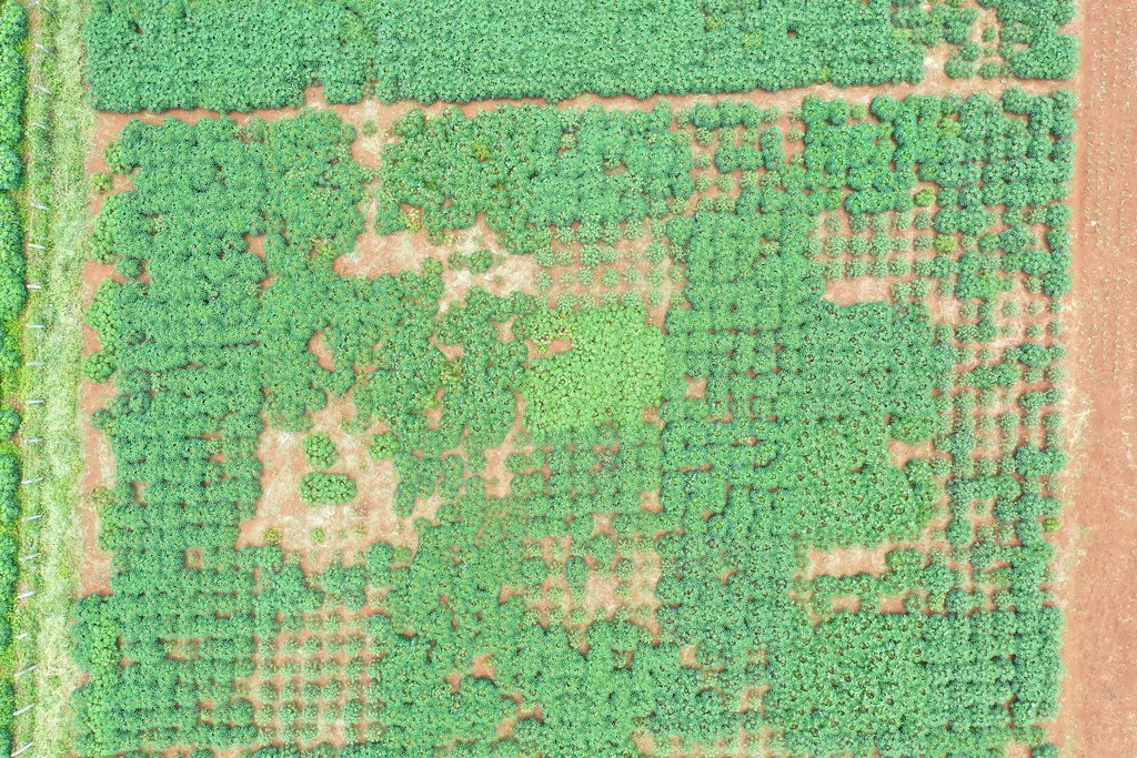 Drone view of cassava trial plots in Kampong Cham, Cambodia, showing differences in crop health