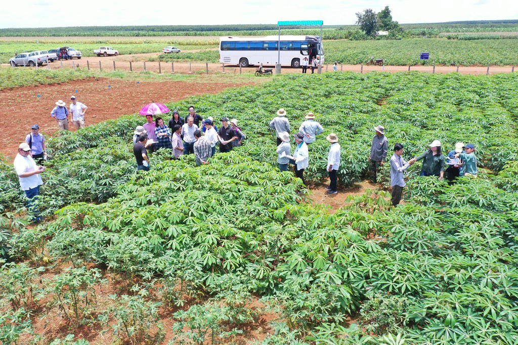 Drone photo of farmers and researchers walking through cassava trial plots in Kampong Cham, Cambodia